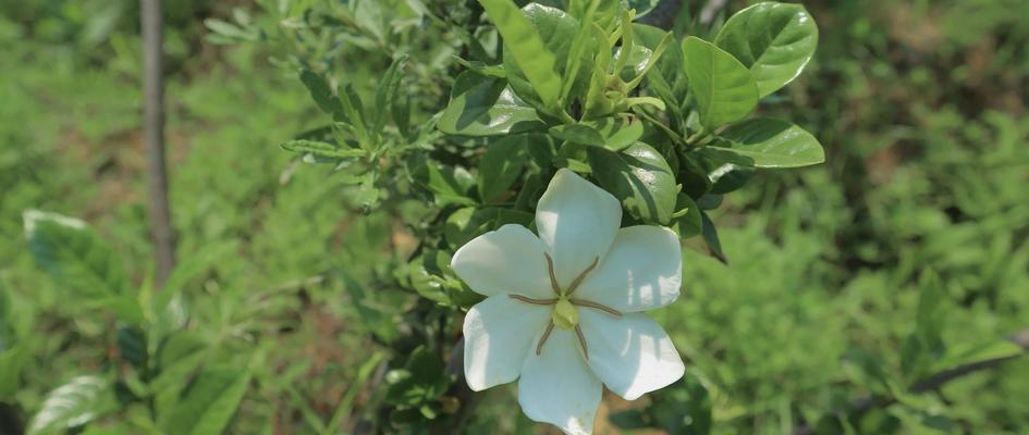 山栀花的花语代表什么？