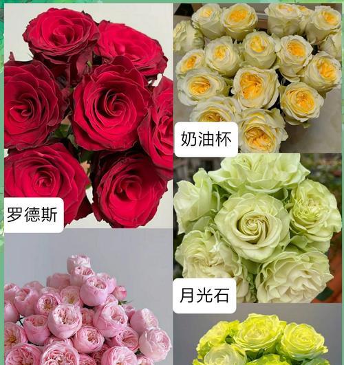 尖头玫瑰的花语有何特别之处？它象征着什么？