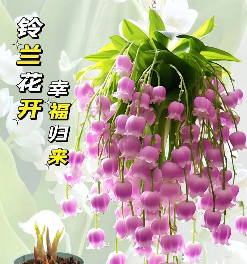 哪种花的花语最适合形容小孩的可爱？