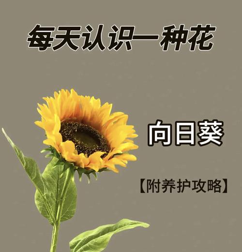 向日葵遇雨的花语有何寓意？表达什么情感？