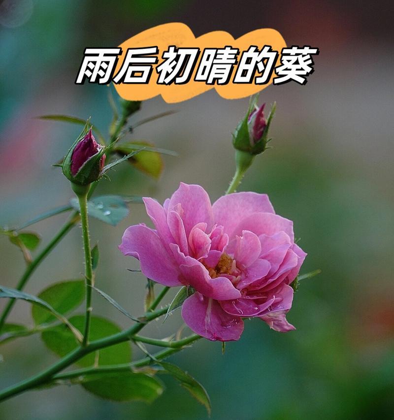 向日葵遇雨的花语有何寓意？表达什么情感？