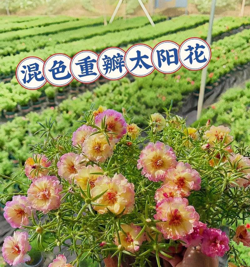太阳花在表演中代表什么花语？太阳花的含义是什么？