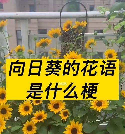 太阳花在表演中代表什么花语？太阳花的含义是什么？