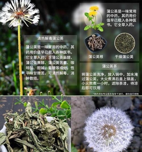 大蒲公英的花语是什么意思啊？蒲公英的寓意是什么？