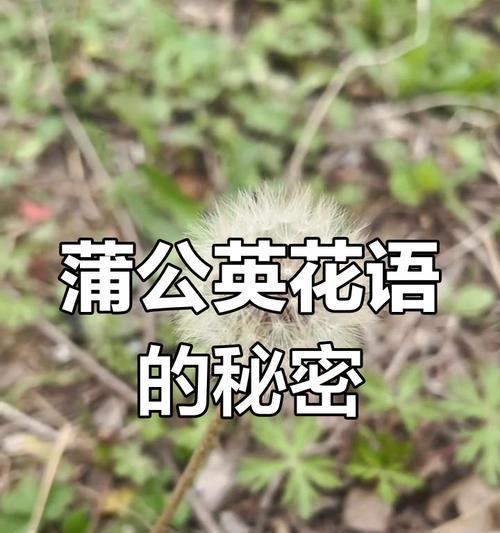 大蒲公英的花语是什么意思啊？蒲公英的寓意是什么？
