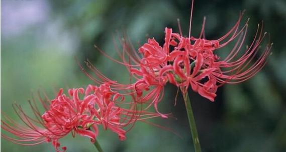 返魂花象征什么？死亡后的花语有何含义？