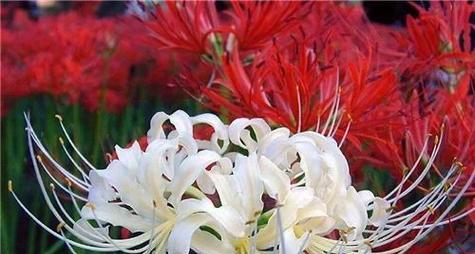 返魂花象征什么？死亡后的花语有何含义？