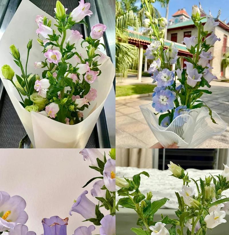 风铃花香水的花语是什么意思？它传达了哪种情感？