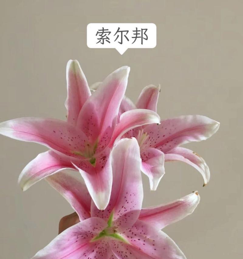 粉拉菲百合的花语有何特别之处？