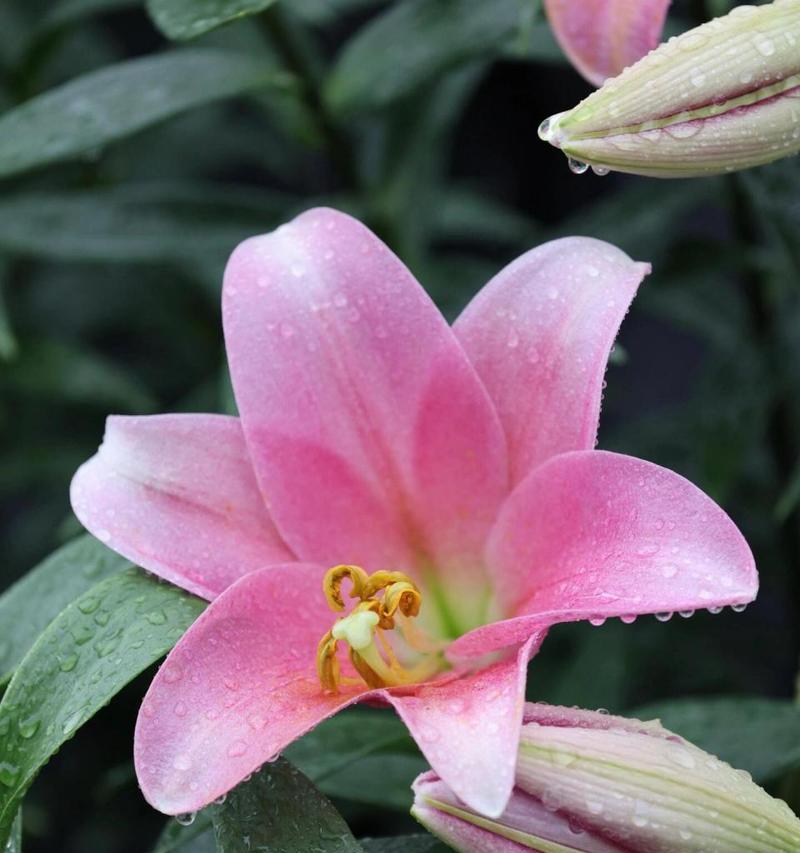 粉拉菲百合的花语有何特别之处？