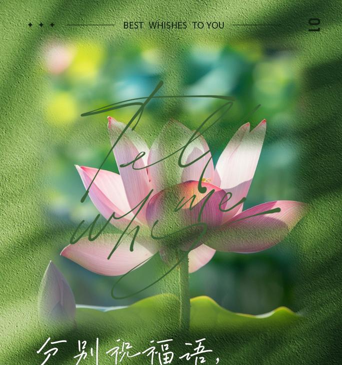 短暂离别又重逢的花语是什么？哪种花象征这种情感？