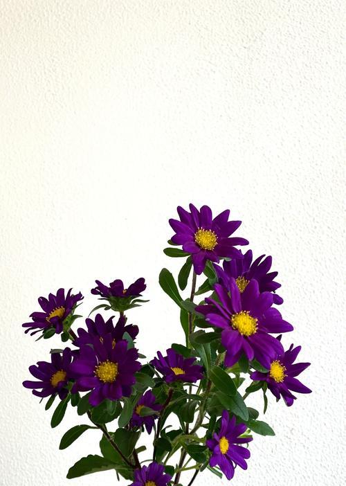 菊种子的花语有何含义？菊种子在花语中象征着什么？