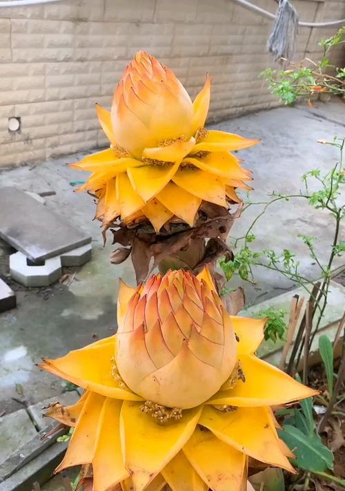 梅花藻的花语有何特别之处？它象征着什么？