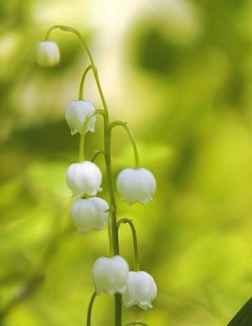 梅花藻的花语有何特别之处？它象征着什么？