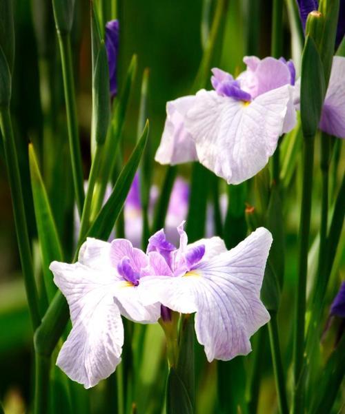 梅花藻的花语有何特别之处？它象征着什么？
