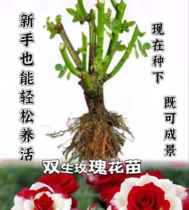 23朵玫瑰花代表什么意思？这个数字的玫瑰花有何特殊含义？
