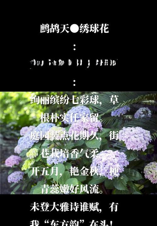 绣球花与粉色玫瑰组合的花语是什么？