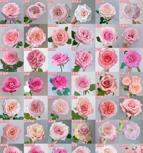 绣球花与粉色玫瑰组合的花语是什么？