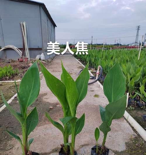 红背桂象征着什么？红背桂的花语有哪些？