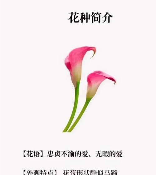 花语名字的由来是什么？花语的起源是什么？