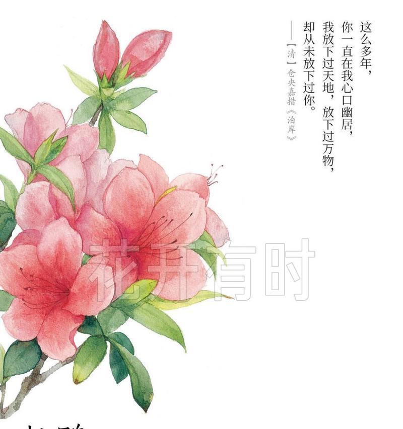 白色杜鹃花的花语和寓意是什么？