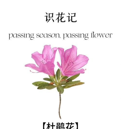 白色杜鹃花的花语和寓意是什么？