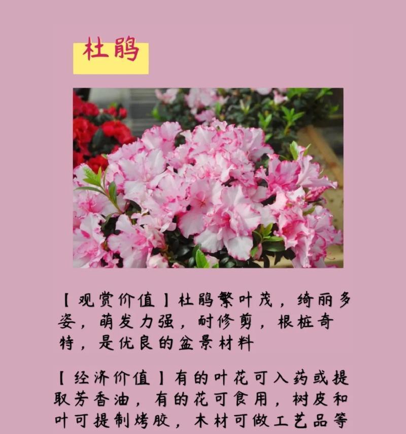白色杜鹃花的花语和寓意是什么？