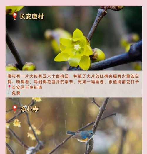 腊梅活得久的花语是什么？这种花语代表了什么？