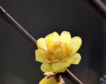 腊梅活得久的花语是什么？这种花语代表了什么？