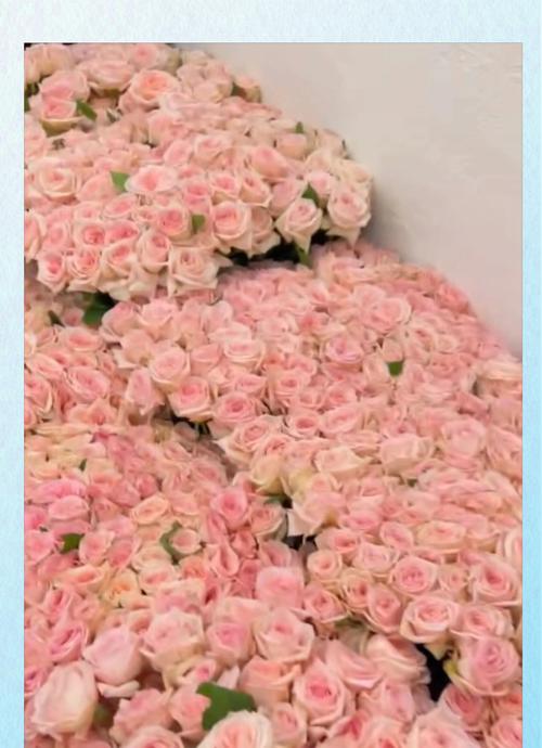 粉红色玫瑰花寓意着什么？粉红玫瑰代表的爱意有哪些？