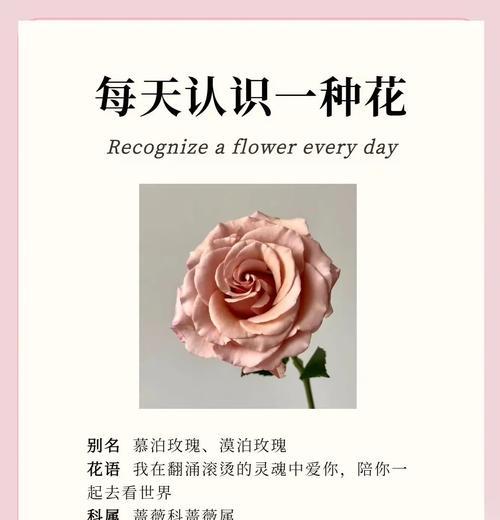 蔷薇恋人的花语有哪些？它象征着什么情感？