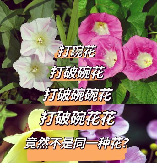 粉碗花的寓意是什么？