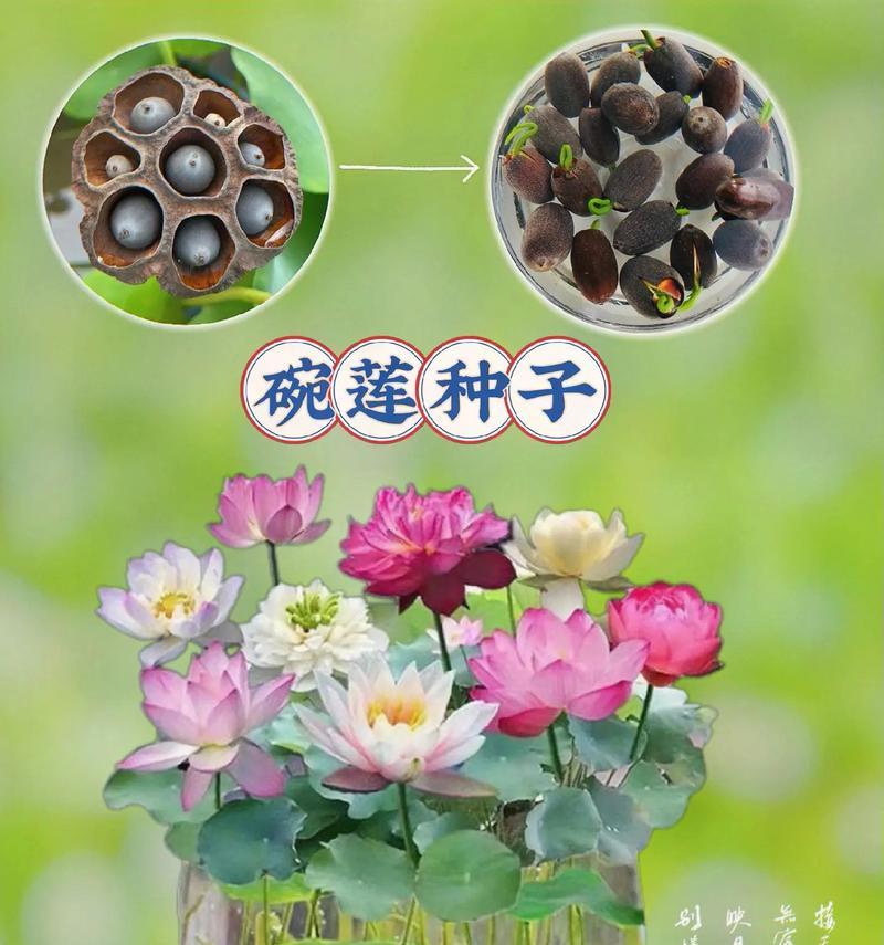 粉碗花的寓意是什么？