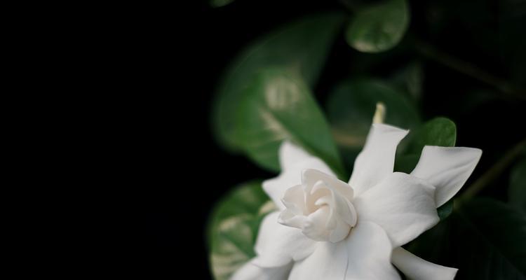 小叶栀子花的花语和寓意有何深意？