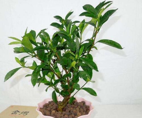 小叶栀子花的花语和寓意有何深意？