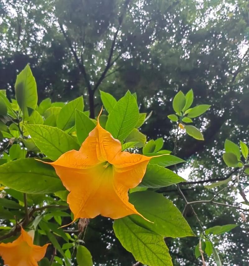 十日终焉时，哪种花的花语最能表达情感？