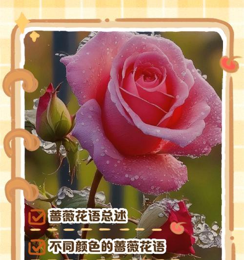 老婆送的花代表什么？花语中隐藏的情感信息是什么？