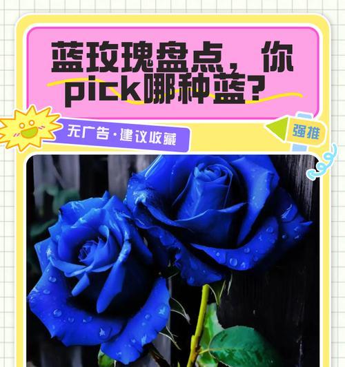 9朵蓝玫瑰的花语是什么？它代表了什么意义？