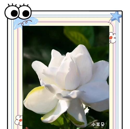 紫栀子花语代表什么？其寓意有哪些？
