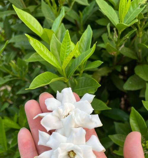 紫栀子花语代表什么？其寓意有哪些？