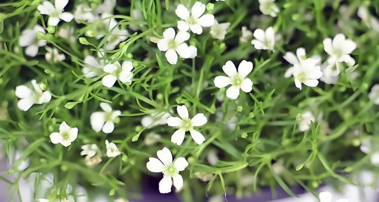 暖风绿树花语代表什么？它在表达怎样的情感？
