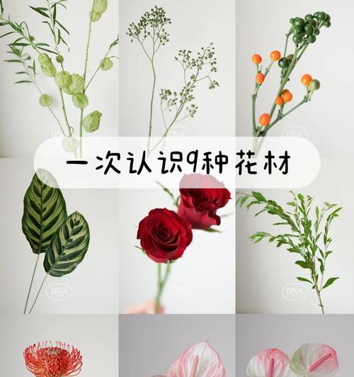 代表圣神的花语有何深意？
