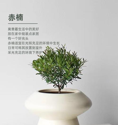 懒人小植物的花语有何特别之处？
