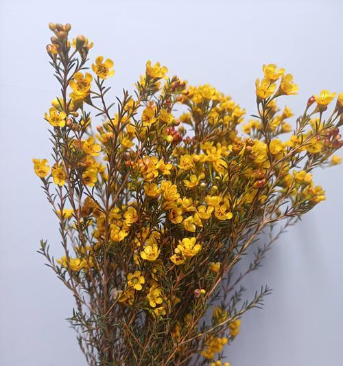 蜡梅的花语有哪些？它还有哪些特别的功效？