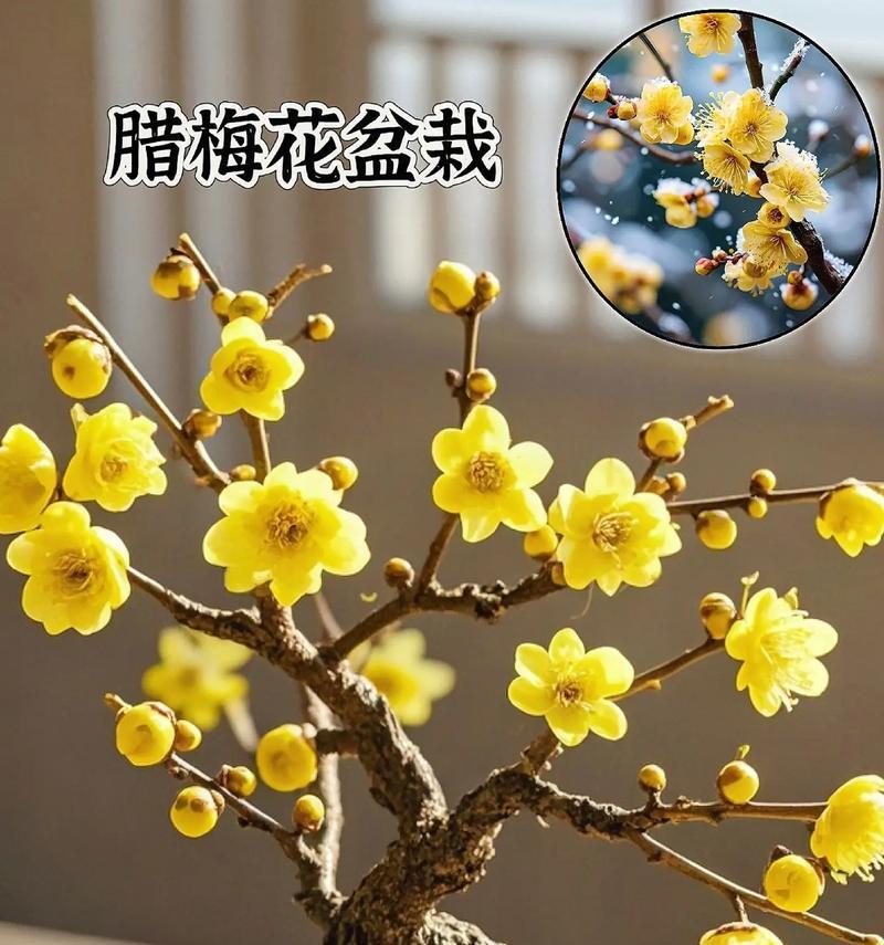 蜡梅的花语有哪些？它还有哪些特别的功效？