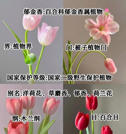 分享花语与生肖有何关联？