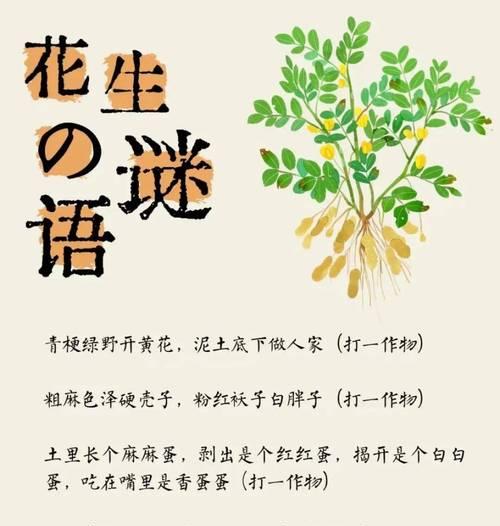 花生种植的花语有哪些？