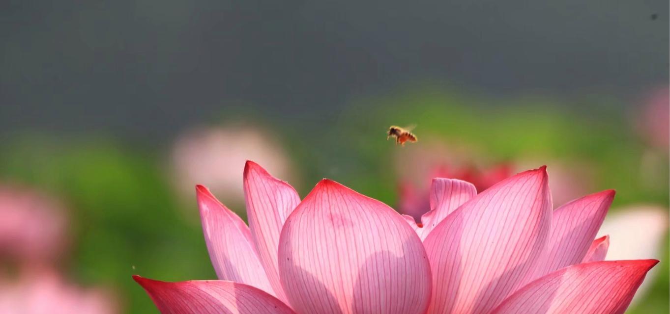 硬荷花的花语有何特别之处？它象征着什么？