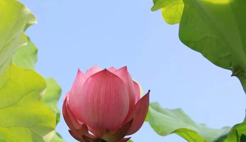 硬荷花的花语有何特别之处？它象征着什么？