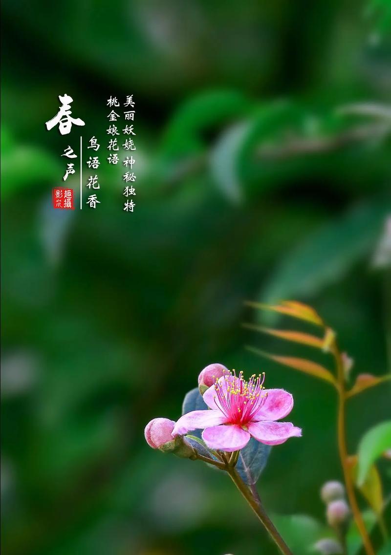 哪种花的花语代表智慧和聪颖？